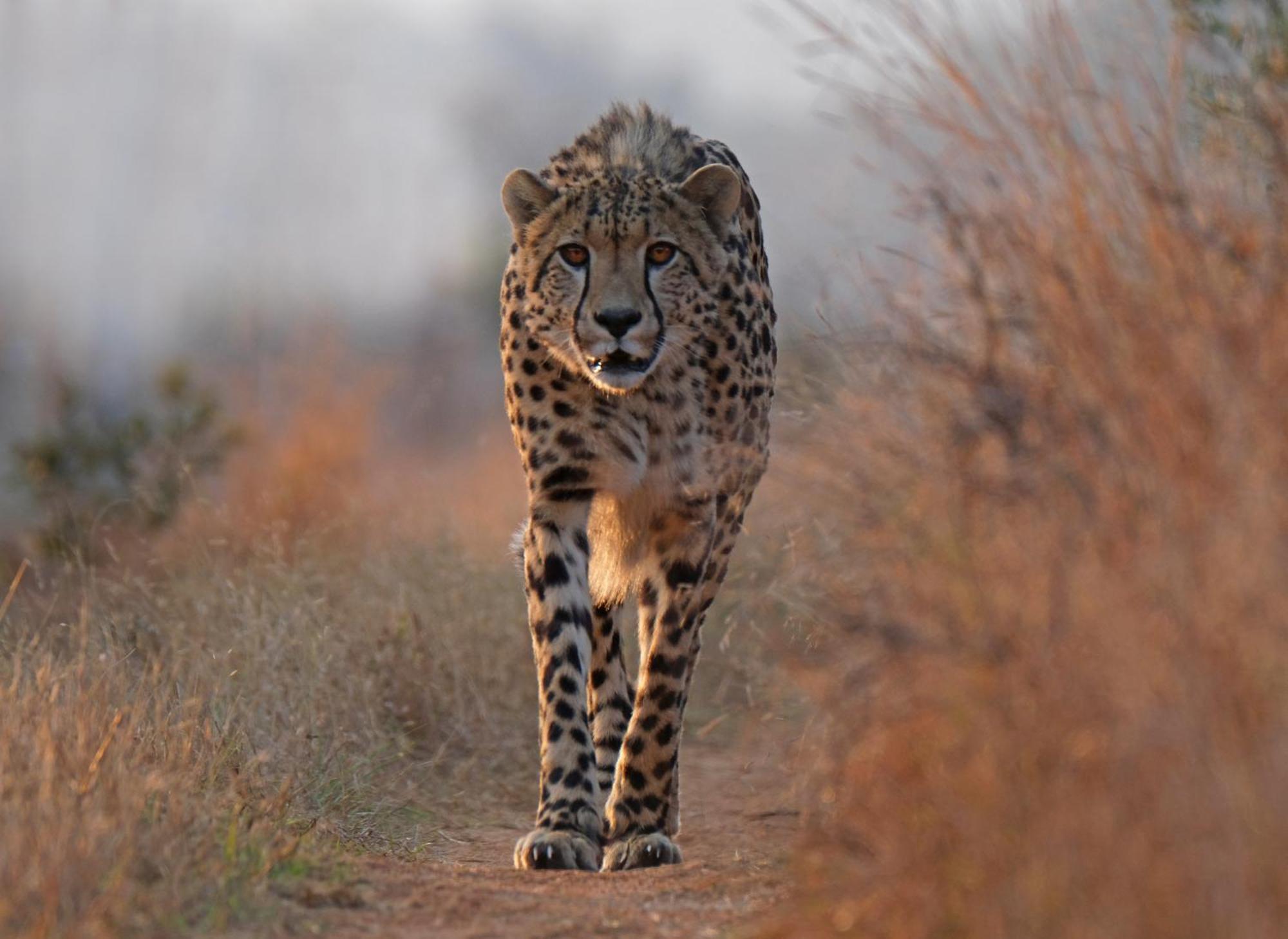 Valley Lodge - Babanango Game Reserve Νταντί Εξωτερικό φωτογραφία