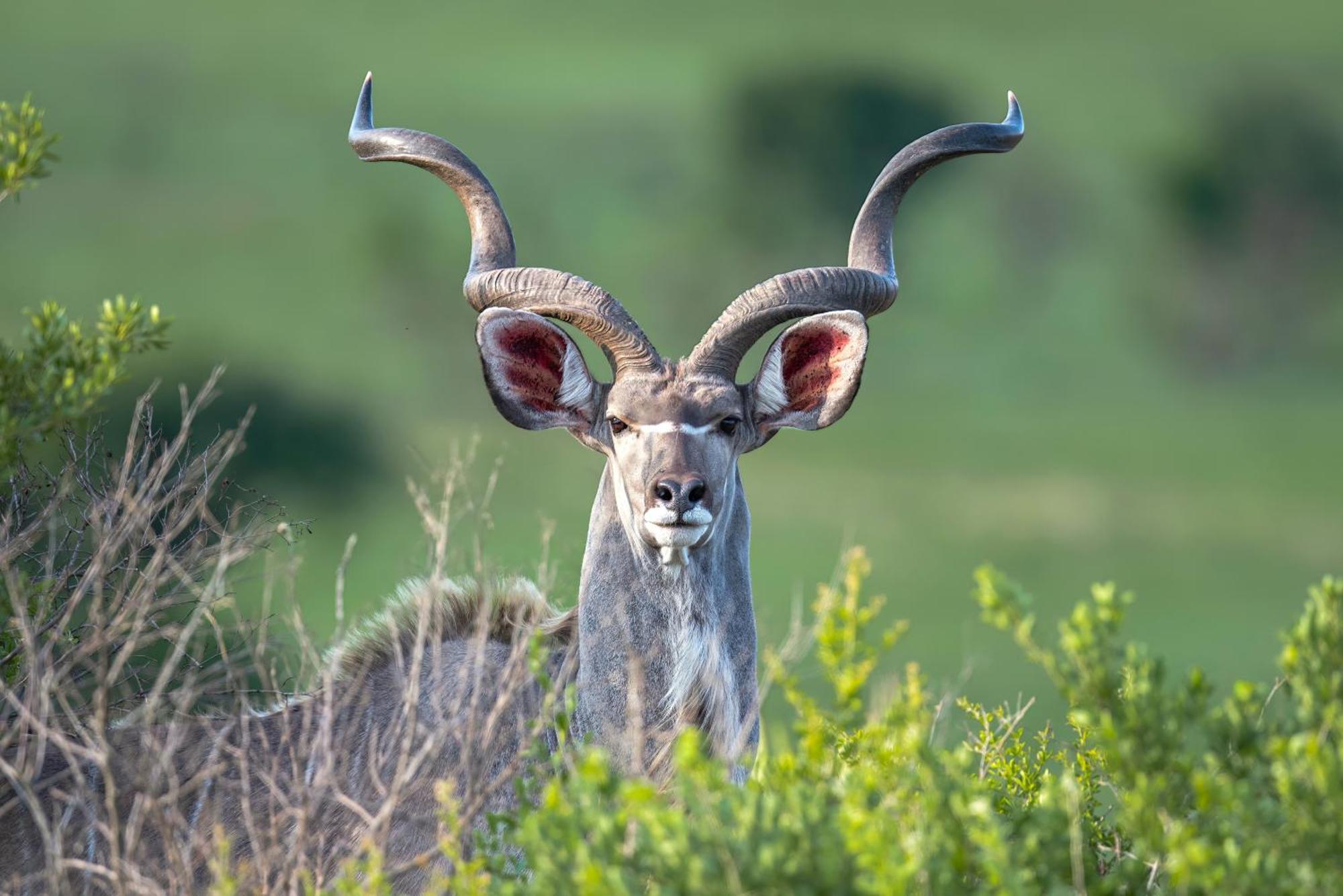 Valley Lodge - Babanango Game Reserve Νταντί Εξωτερικό φωτογραφία